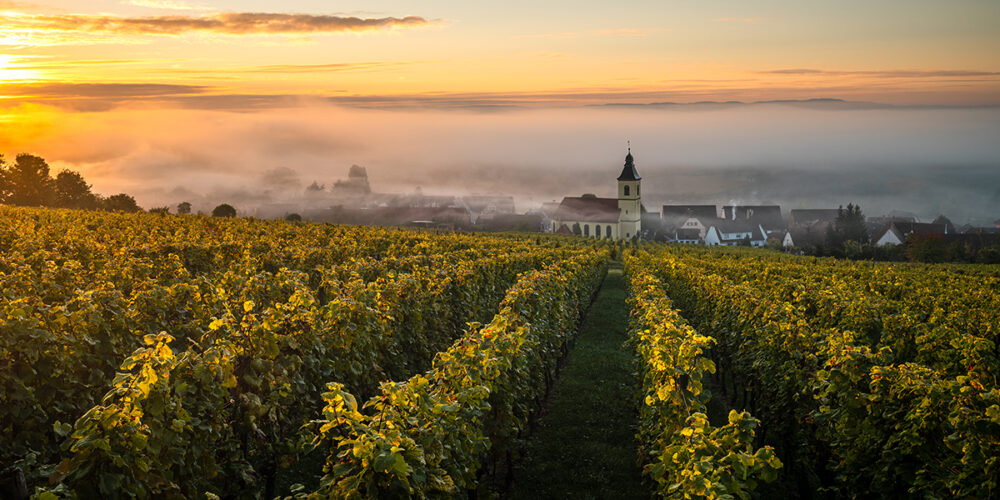 Wino francuskie Musujące Crémant Alsace AOC BIO
