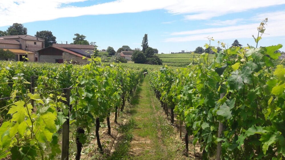 Wino francuskie AOP St. Emilion Grand Cru Château des Bardes - Medaille d'Or Paris