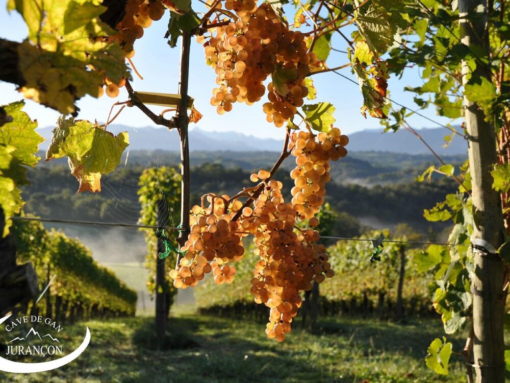Wino francuskie AOP Jurançon Influence Cave de Gan