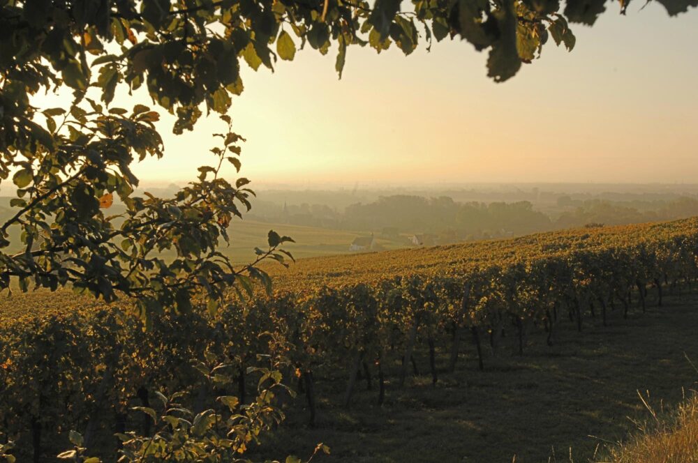 Cremant z Alzacji Dagobert Prestige Brut – Wino Musujące