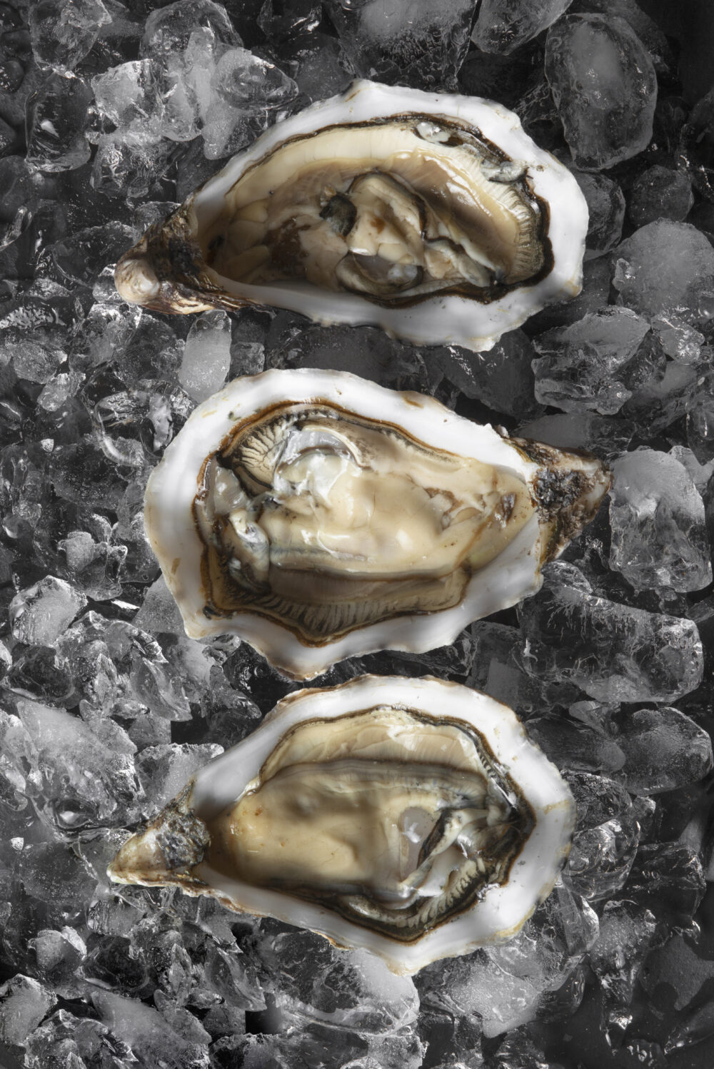 Ostryga Speciales Gillardeau ​​​​​​​​Francja